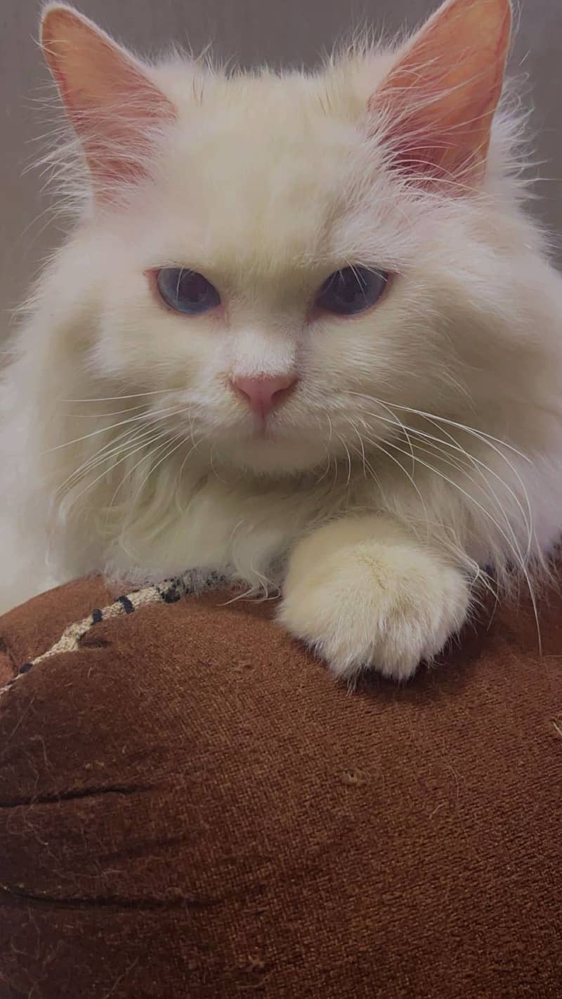 Persian cat | Persian kitten | triple coat | white cats |Ginger kitten 11