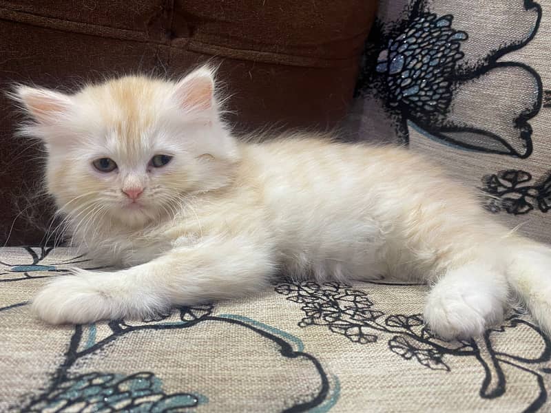 Persian cat | Persian kitten | triple coat | white cats |Ginger kitten 13