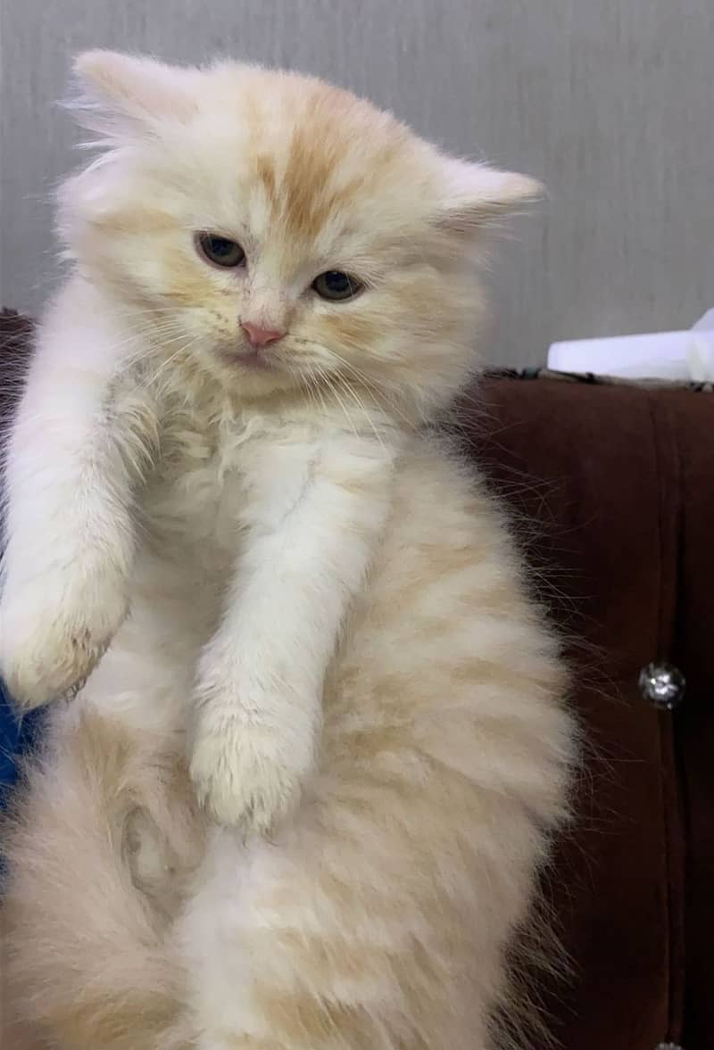 Persian cat | Persian kitten | triple coat | white cats |Ginger kitten 15