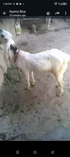 goat for sale