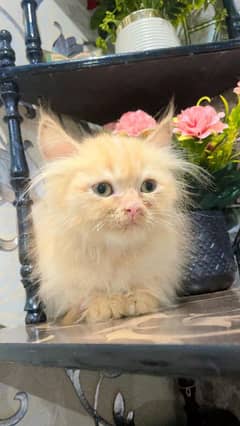 Persian kitten looking for new home