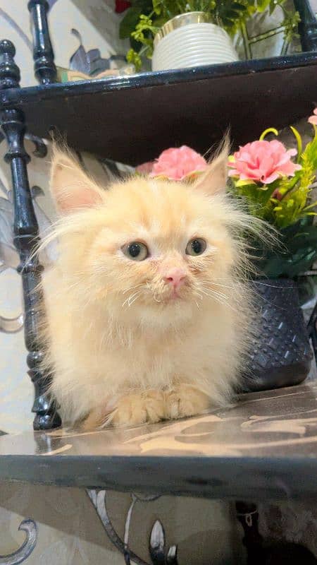 Persian kitten looking for new home 0