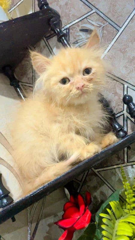 Persian kitten looking for new home 1