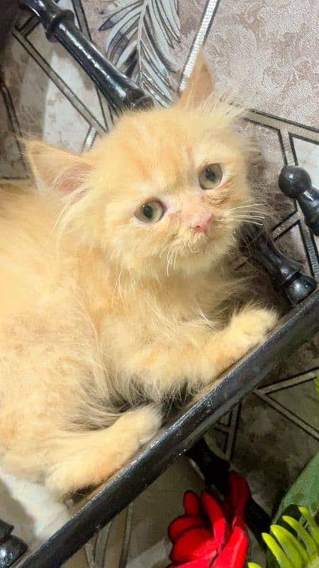 Persian kitten looking for new home 2