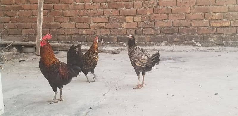 desi hens set egg laying 1+2 urgent sale 0