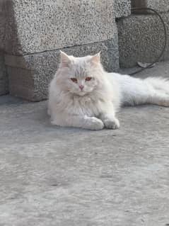 Persian cat