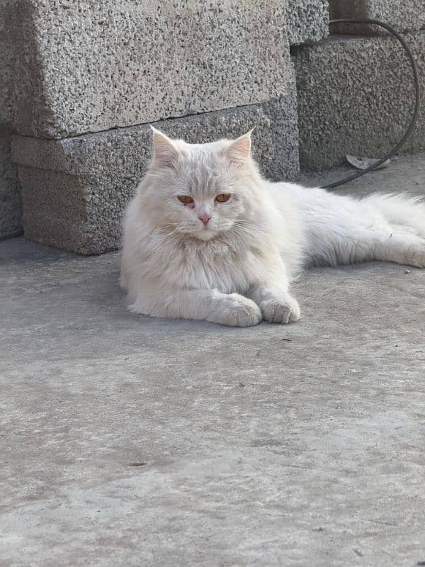 Persian cat 0