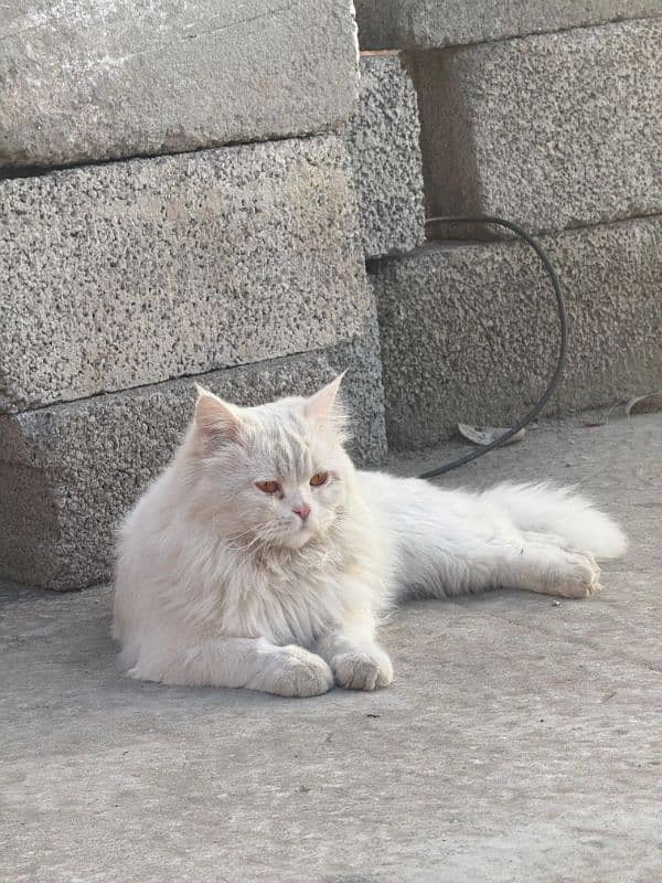 Persian cat 1