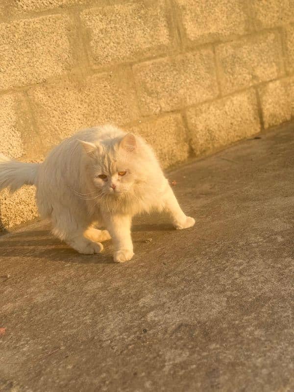 Persian cat 2