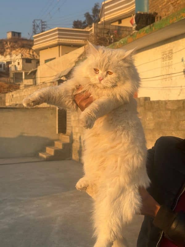 Persian cat 3