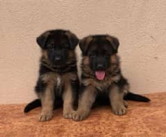 German Shepherd Puppies