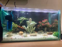 12mm Aquarium 2x1x1 With 3 Pairs Fishes