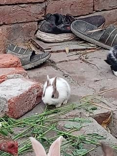 Female And new born Baby Rabbit Available