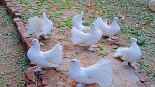 white indian fantail healthy and breeders pair