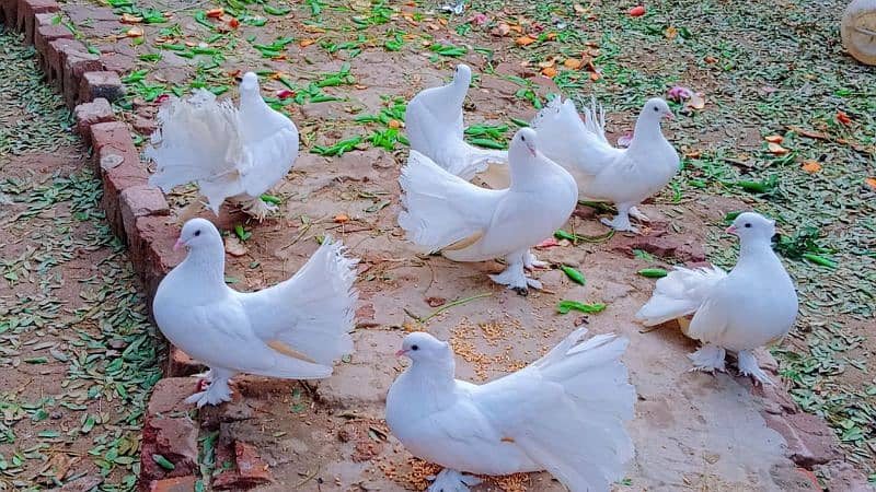 white indian fantail healthy and breeders pair 0