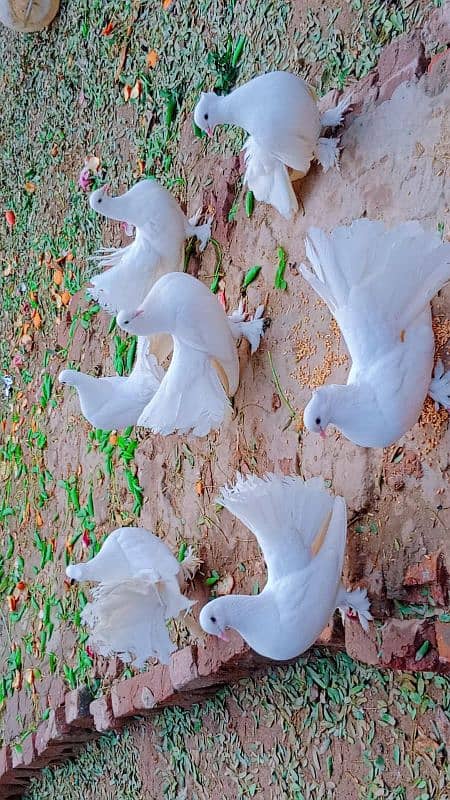 white indian fantail healthy and breeders pair 1