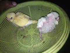 Australian Budgie Split Chicks best For Hand Tame