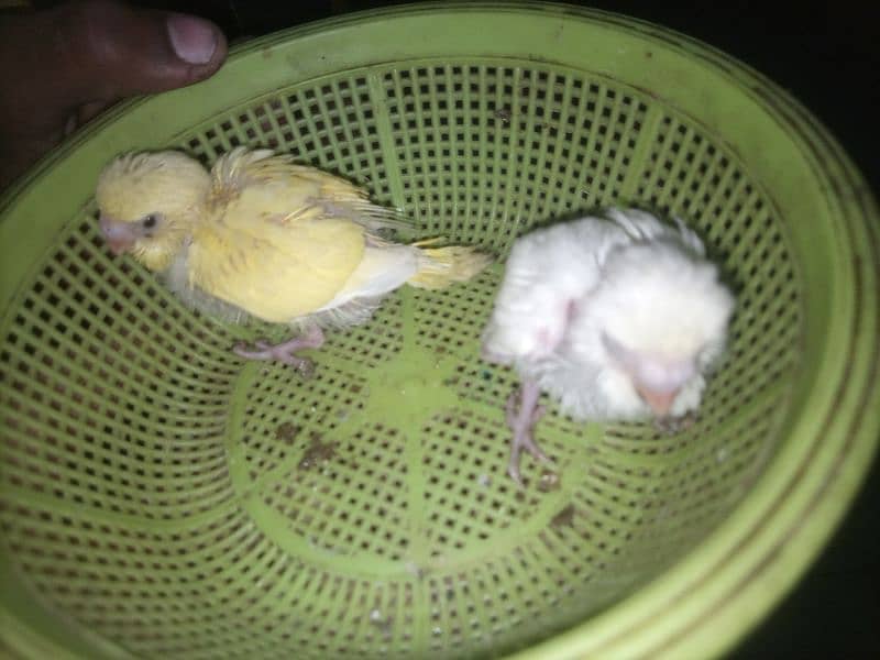 Australian Budgie Split Chicks best For Hand Tame 1