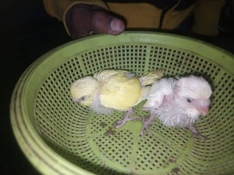 Australian Budgie Split Chicks best For Hand Tame 2