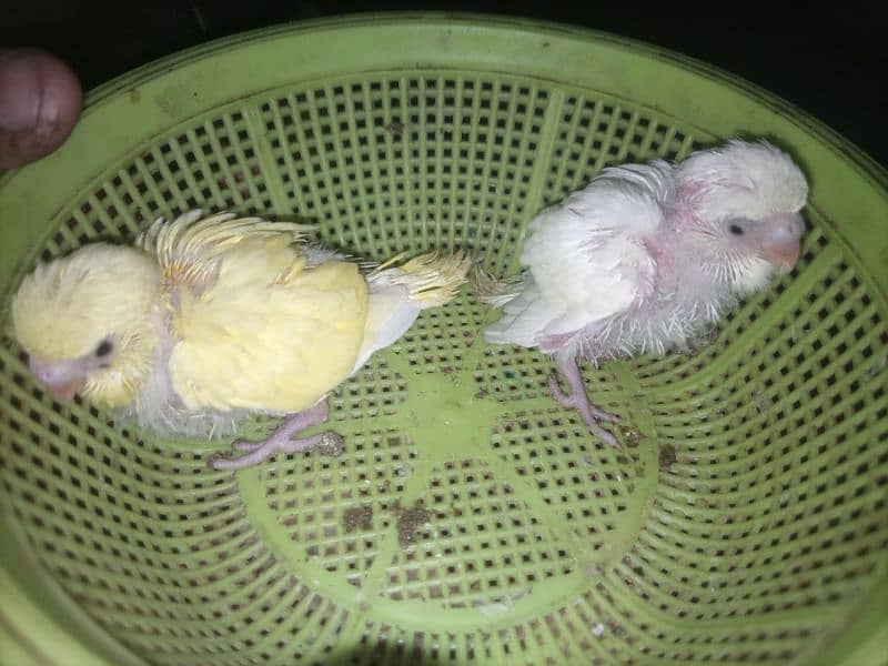 Australian Budgie Split Chicks best For Hand Tame 3