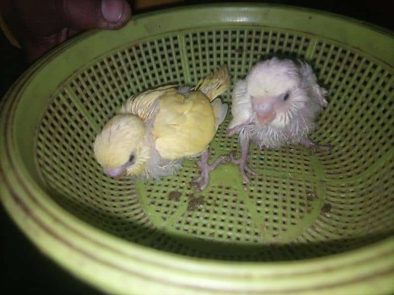 Australian Budgie Split Chicks best For Hand Tame 4