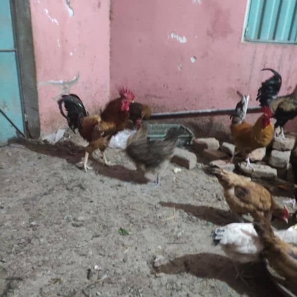 golden Misri hens or brooder for sale 03314806127 0