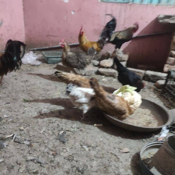 golden Misri hens or brooder for sale 03314806127 1