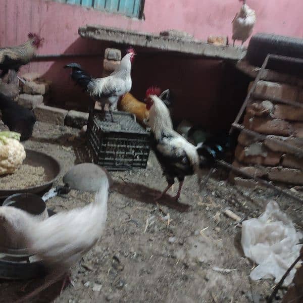 golden Misri hens or brooder for sale 03314806127 2