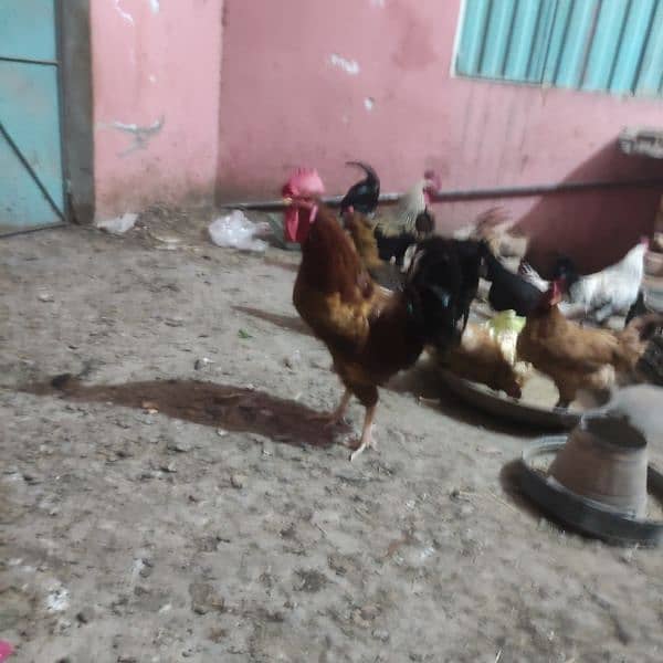 golden Misri hens or brooder for sale 03314806127 3