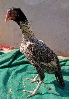 aseel burmi pakoy madi /egg laying aseel hen/high quality aseel murghi