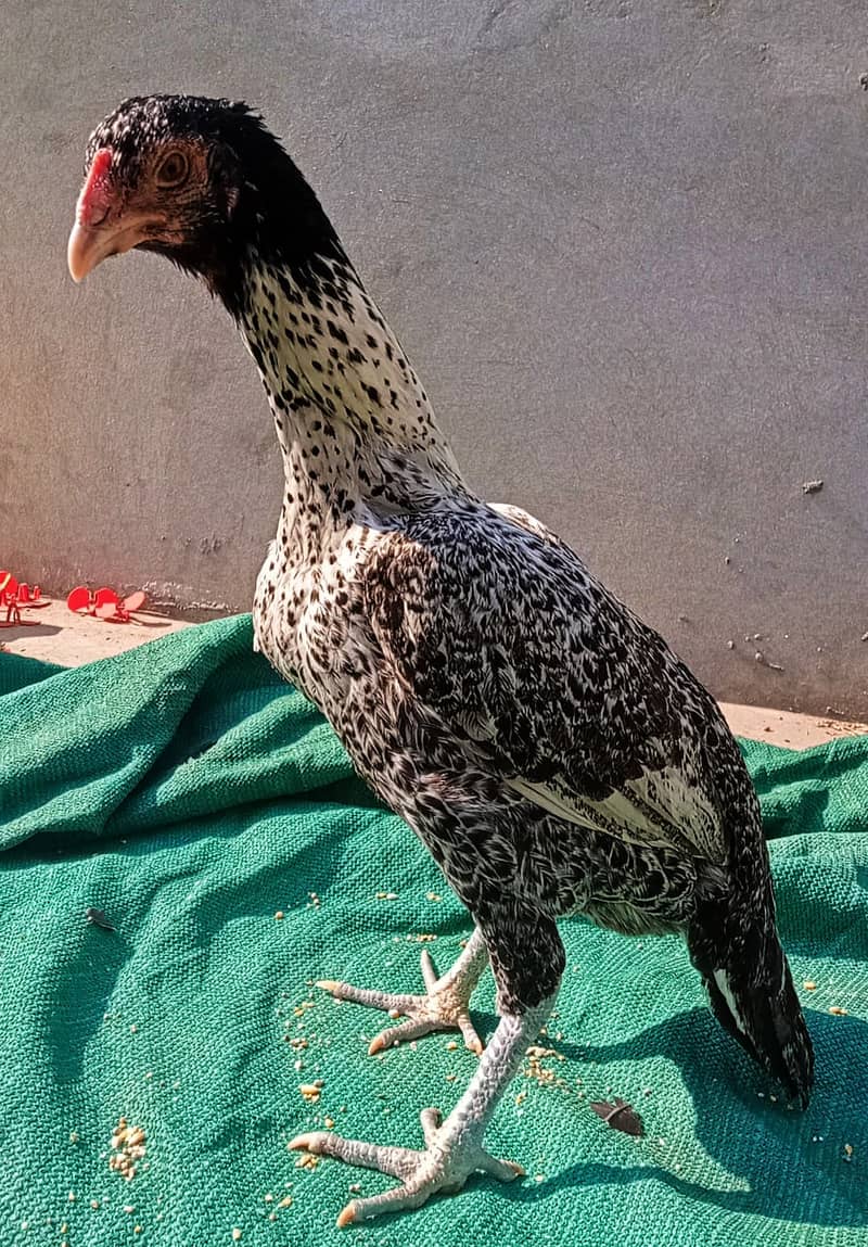 aseel burmi pakoy madi /egg laying aseel hen/high quality aseel murghi 0