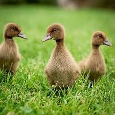 Ducks | Ducks Chicks | Ducks Pair | بطخ| khaki campbel chicks For Sale