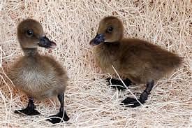 Ducks | Ducks Chicks | Ducks Pair | بطخ| khaki campbel chicks For Sale 2