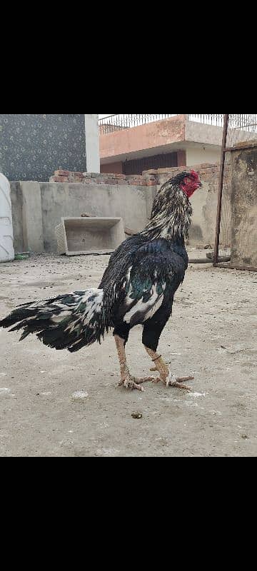 lasani breeder for sale 1