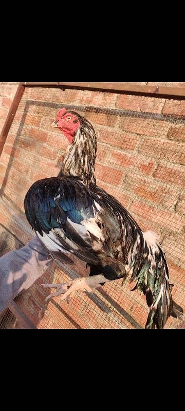 lasani breeder for sale 2