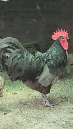 Australorp