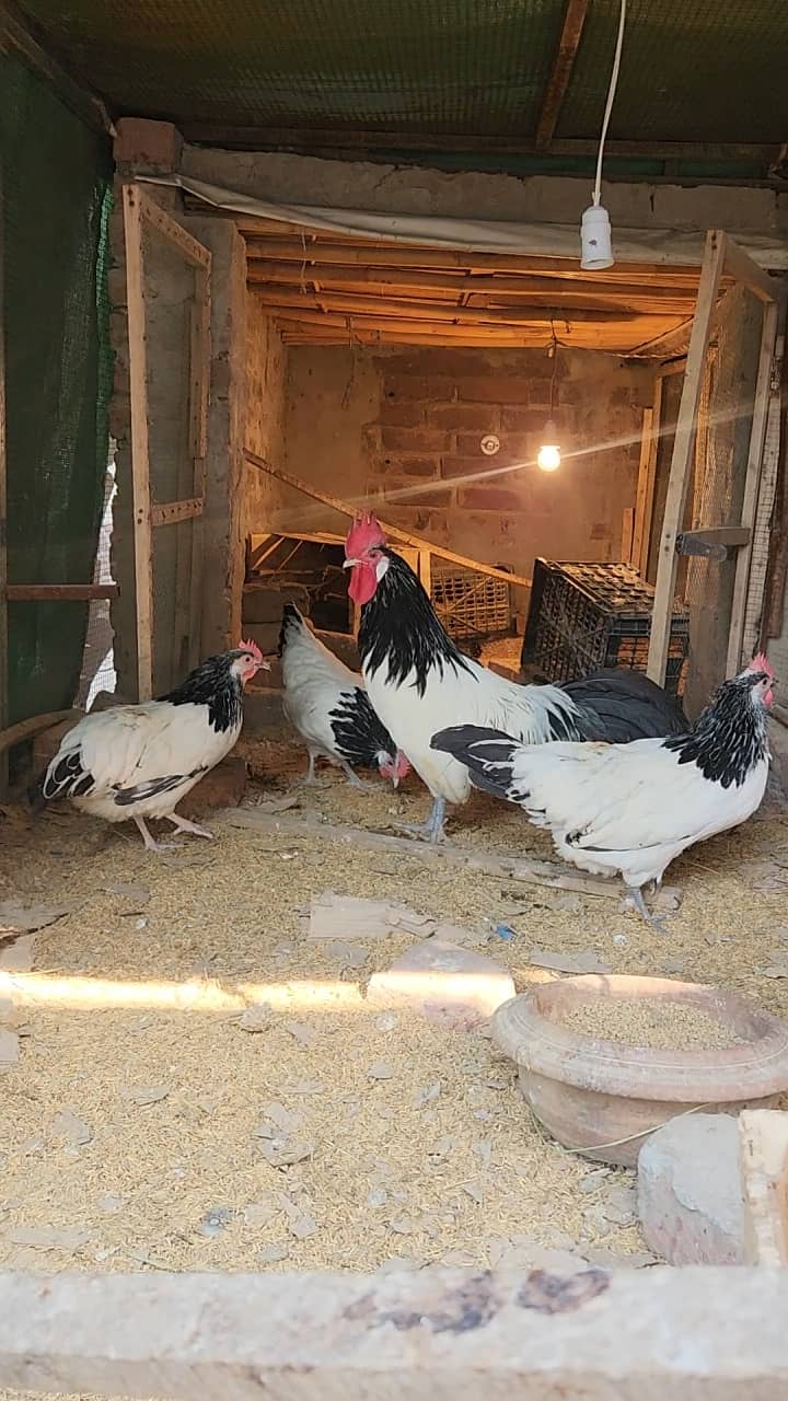 Australorp pair blue Lakenvelder german 1