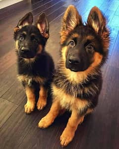 German shepherd puppies Double Coat My WhatsApp number 03001868066