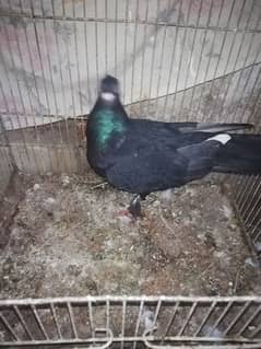 pigeon for sell very reasonable price