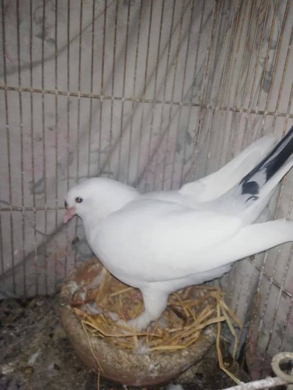 pigeon for sell very reasonable price 1