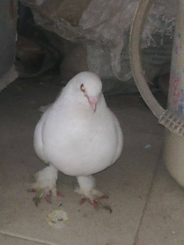 pigeon for sell very reasonable price 2