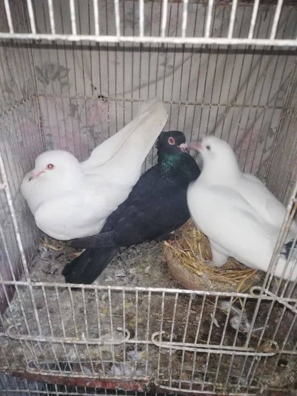 pigeon for sell very reasonable price 4