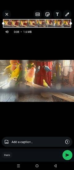 *Love Birds Breeder Pairs Big Size Fully Healthy *