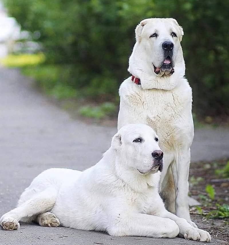 afghani  dog | afghan kuchi puppies | puppy|security dog 1