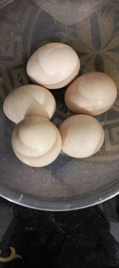 Aseel eggs