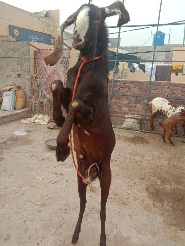 healthy qurbani bakra 0