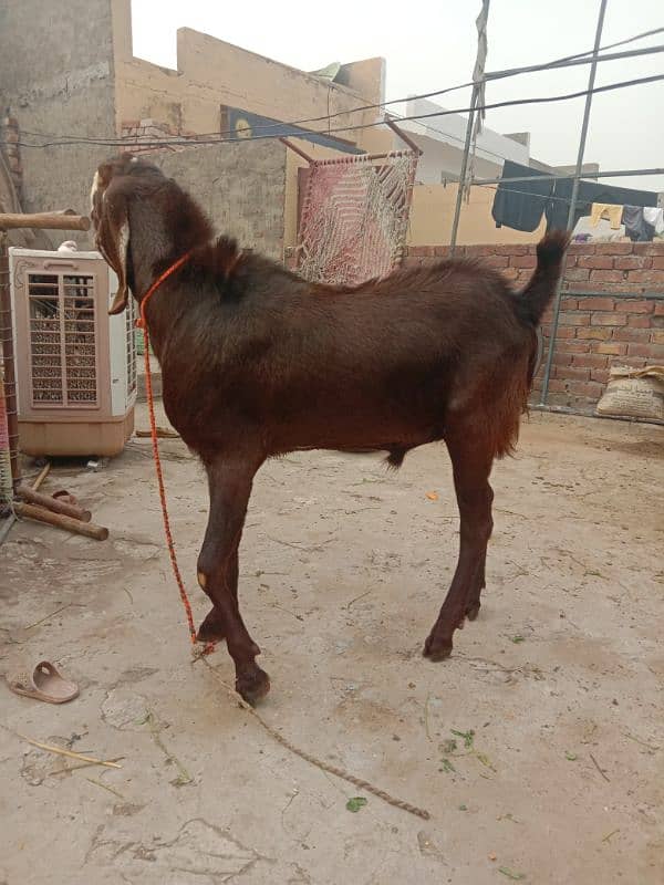 healthy qurbani bakra 2