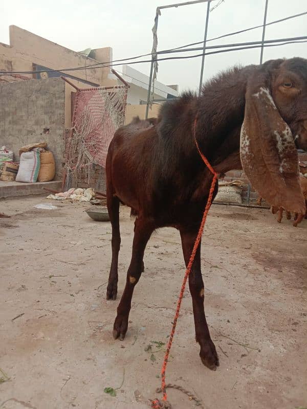 healthy qurbani bakra 4