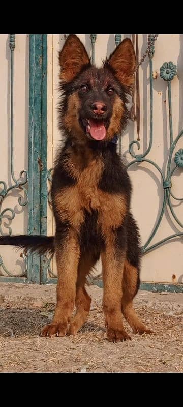 German Shepherd female 0