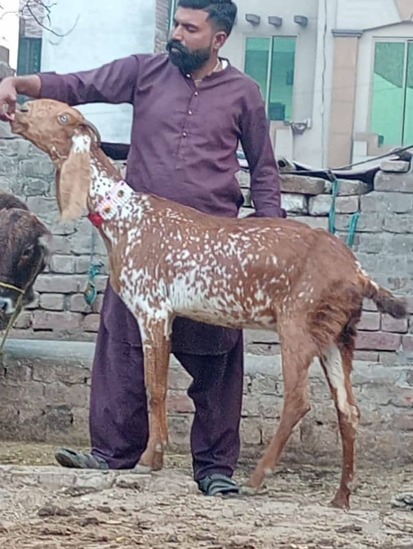 Makhi Chini Bakri Confram 100% Gaban Bakri 0